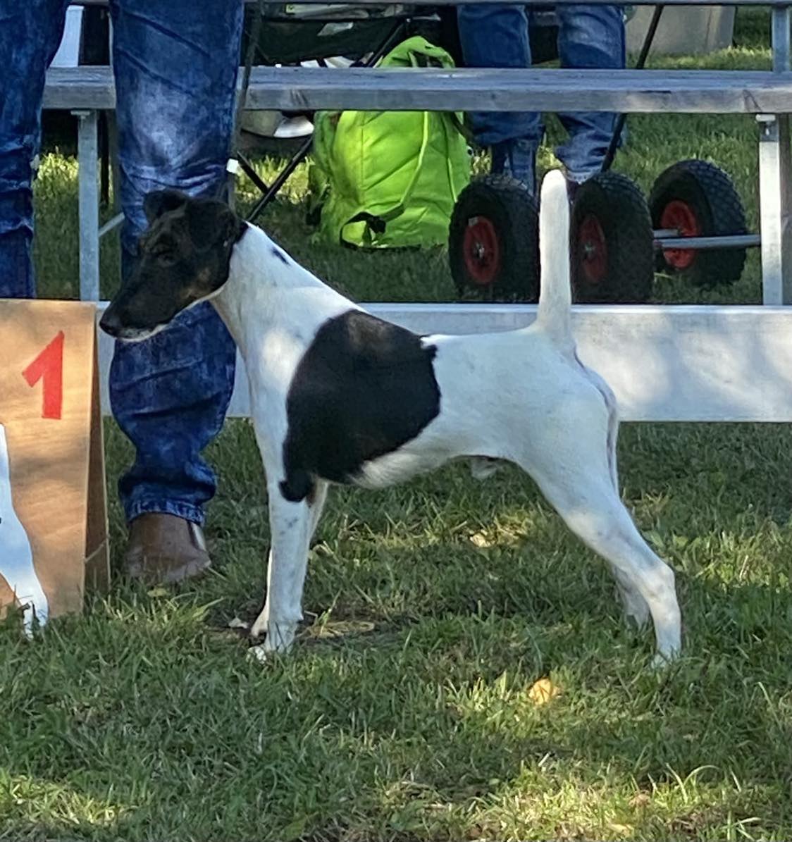 Black magiv Blowatz BIS 2023