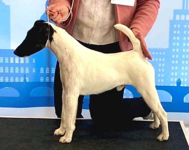 Gameboy Eurodog 2025