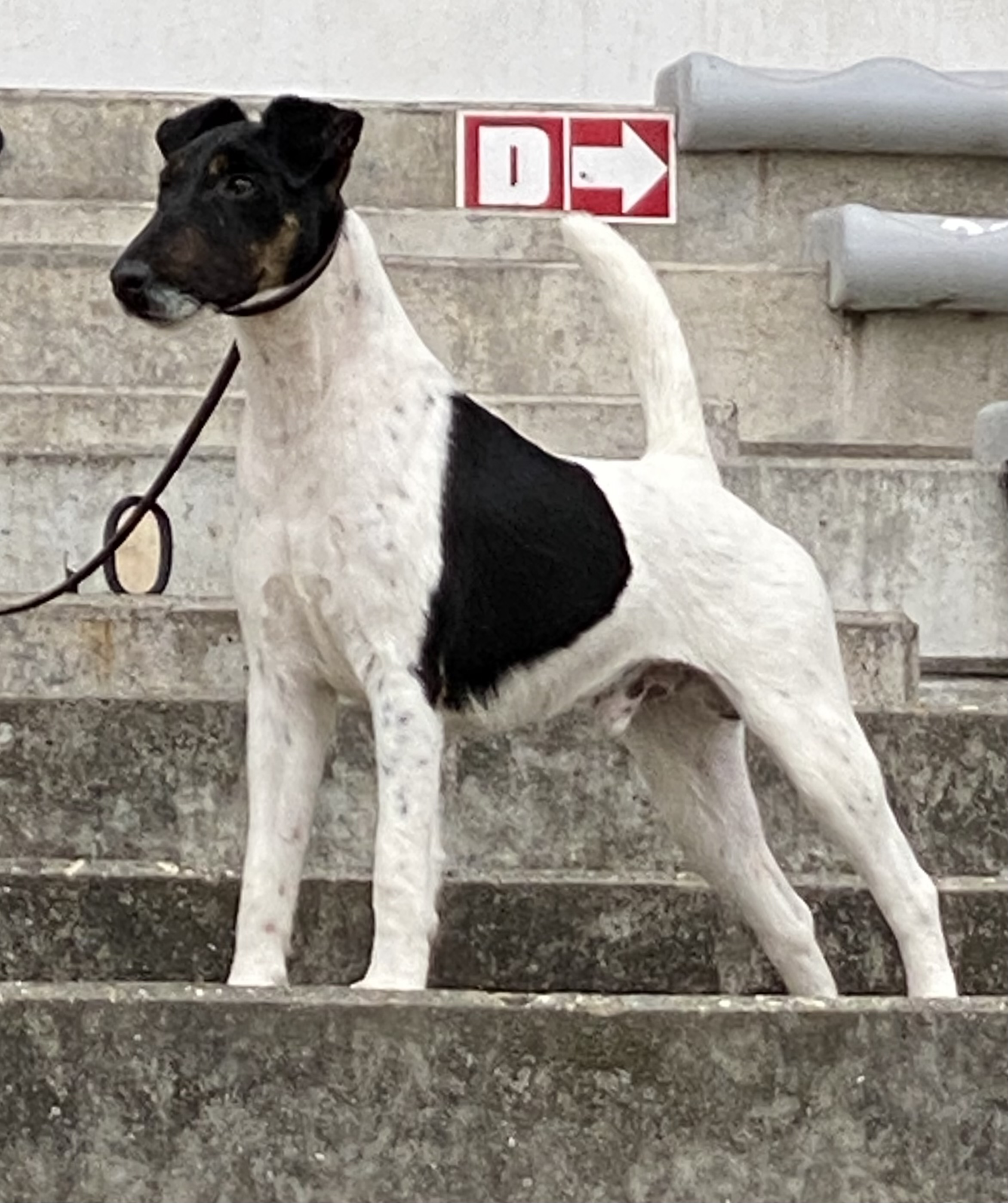 Magic in Budapest Februar 2024