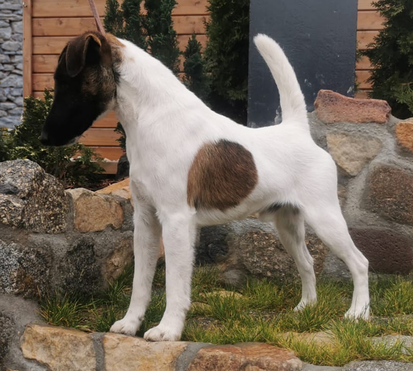 Nelson Top-Fox gro�