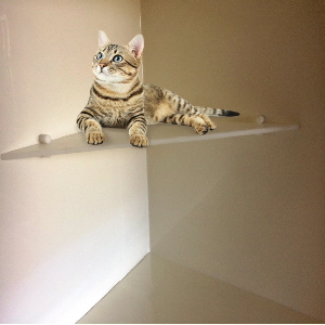 Katzeablage mit Katze